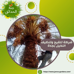 شركة تلقيح وتنظيف النخيل بجدة