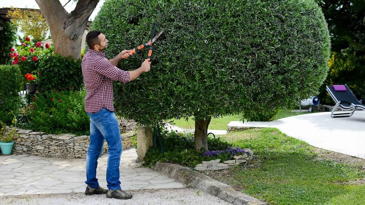 تقطيع اشجار