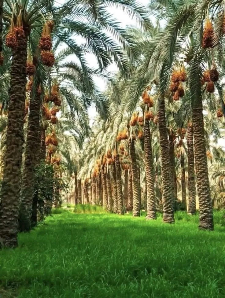 أسئلة شائعة عن تكريب نخيل بالطائف