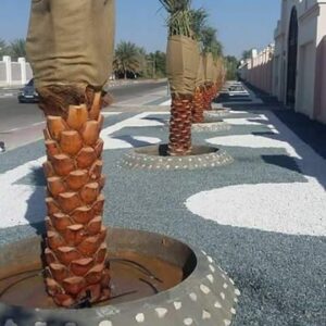 تكريب نخيل بالطائف2