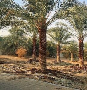 تكريب نخيل بالطائف3