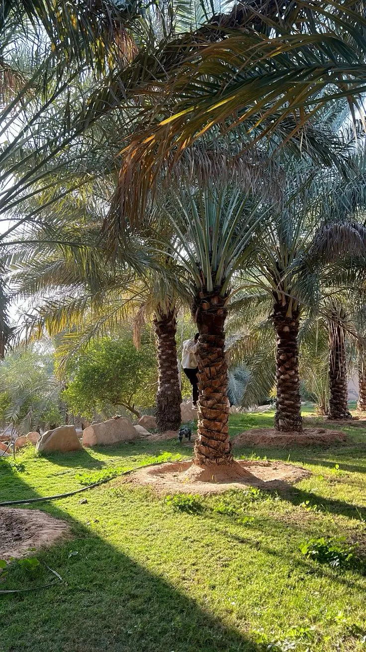 تنظيف النخيل بالطائف وإزالة الأوساخ والمخلفات