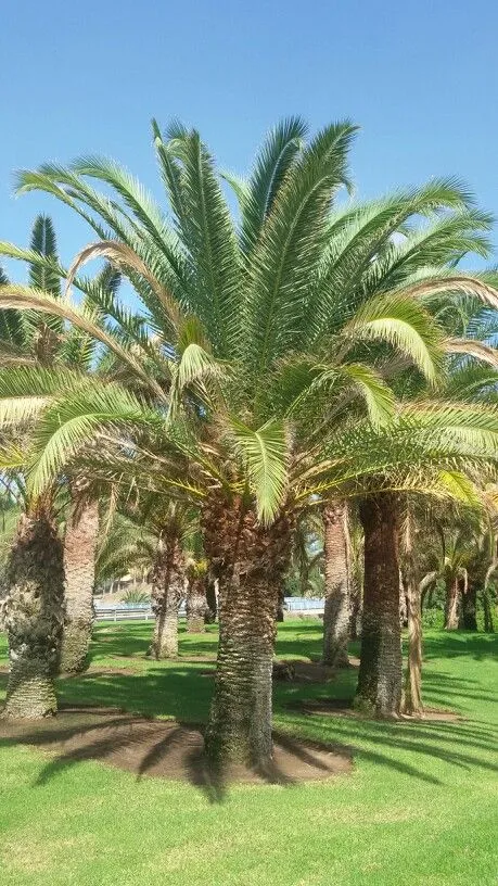 خدمات شركة تكريب نخيل بالطائف