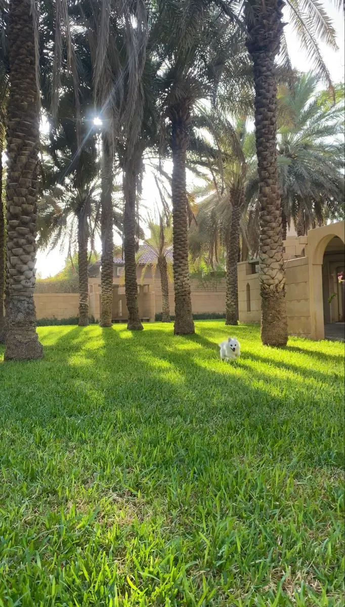 شركة تكريب نخيل بالطائف وخبرة العمالة في تنفيذ الخدمة